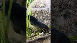 Interesting FACT About Vampire Shrimp's Molt You Never Knew!