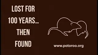 Lost for 100 Years&hellip; Then Found | Gilbert&rsquo;s Potoroo - Chapter II