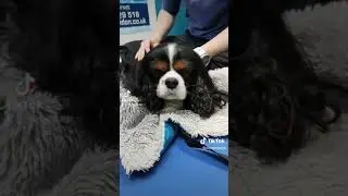 A behind-the-scenes look at Pawseidon Canine Rehabilitation Center