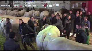 Foire Concours Bovins de Saint Pourçain sur Sioule