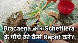 How To Repot Dracaena And Schefflera Plant / How To Remove Clay Soil From Roots?