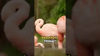 Flamboyance: The Flamingo Flock