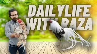Phoenix Chickens | Japanese Long tail Roster | Long tail chicken Breed l Dailylife with Raza
