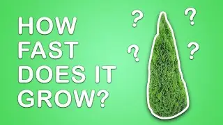 Как быстро растет туя изумрудно-зеленая?