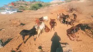 Beer gaon me bakra palan/ Ajmer Bakra Mandi Live Update #ajmerbakra #ajmerbakramandi #goat #goatfarm