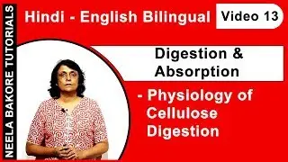 Digestion and Absorption (Bilingual) | NEET | Physiology of Cellulose Digestion | Neela Bakore