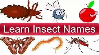 Insects Vocabulary in English | Learn Insect Names