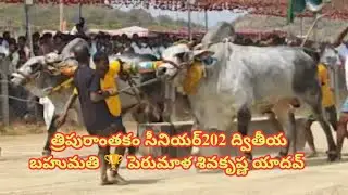 పెరుమాళ శివకృష్ణ యాదవ్ త్రిపురాంతకం సీనియర్ 2026 Tripurantakam senior Compitition 2026