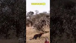 Golden eagle attack leopard but angry attacked|#1615 #wildlife #animals #hunting #trending #fyp #fy