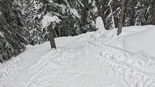 Never before seen video before royal elk glade. [Beaver Creek CO] 2/16/25