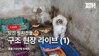 (Live) 남겨진 개들 구조 현장 (1)  ⎸ 동물구조단체 #WEACT