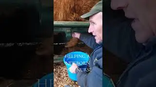 Детеныш шотландского горца на ферме Элк-Рэвин.