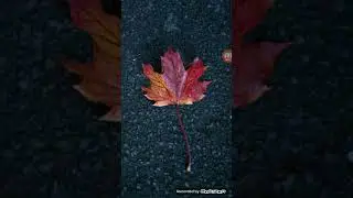 Oneplus x oreo update