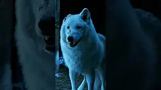 JON SNOW DIREWOLF GHOST 🐺
