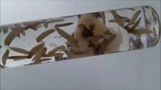 Scheibenwürmern Planarien Beseitigung  Planar destroy