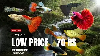 Low price imported guppy & betta , aquarium plant  [ பண்ருட்டி ] 