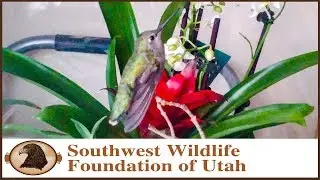Winter Hummingbird