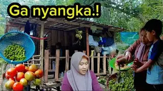 Eps: 26 | Setelah menikah punya anak hidup seperti ini di kebun dalam hutan.