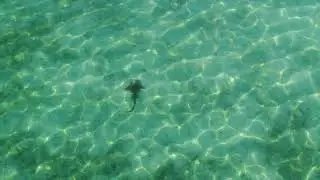 Shark Part 3