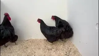 TRIO OF LARGE BLACK AUSTRALORP CHICKENS