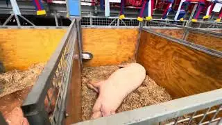 Sydney Royal Easter Show 2025: Day 5 - Different #pig breeds 🐖 #eastershow #shorts