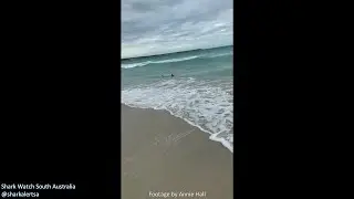 Shark Swims Right Along The Shoreline - Berry Bay, South Australia