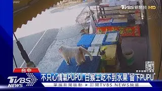 不只心情氣PUPU! 白猴王吃不到水果「留下PUPU」｜TVBS新聞@TVBSNEWS01