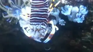 Bumble Bee Shrimp (Gnathophyllum americanum)