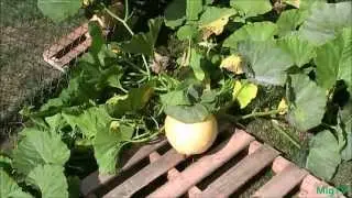 Simple Tip For Growing Bigger Pumpkins