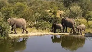 Заповедник Балуле, Южная Африка  -  Balule Nature Reserve, South Africa.