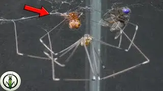 SMALL SPIDER Teaches BIG SPIDER a Lesson: Are They INTELLIGENT? - Incredible Encounter