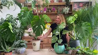 How to care for you Monstera deliciosa or cheese plant houseplant