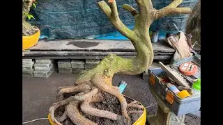 Bi MAI VÀNG MIỀN TÂY đang phát trực tiếp!xã rẻ ca nhà ơi 096.96.56.734
