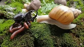 Millipede, Snail & Rhino Beetle Coexistence! Rare Wildlife Footage #Mllipede #NatureEncounter