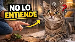 Cómo Regañar a Tu Gato sin Lastimarlo | Tips de Adiestramiento Felino