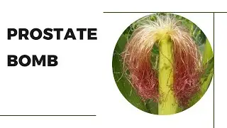 NATURAL WAYS TO PREVENT AND HANDLE PROSTATE PROBLEMS!