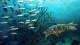 Androcell - Seahorse dreams