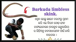 Barkudia insularis # Barkuda limbless skink # Elusive lizard First video # Snake Helpline