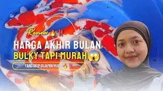 OBRAL GILA‼️KOI BULKY MURAHNYA KEBANGETAN🔥😱