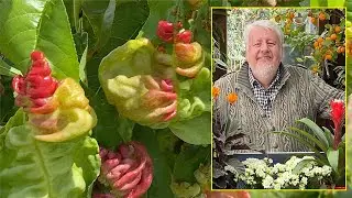LE QUOTIDIEN DU JARDIN : CLOQUE DU PÊCHER, QUI EST CETTE MALADIE, COMMENT TRAITER ? (émission N°151)