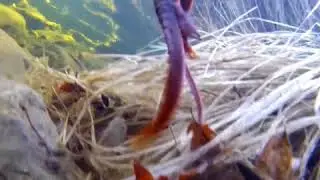 Sierra Newts Mating
