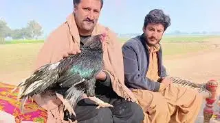 میانوالی کے مشہور مرغ 🐓