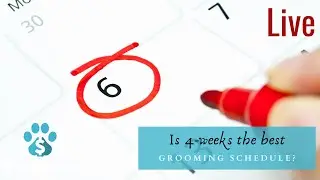 Is 4-Weeks The Best Grooming Schedule?