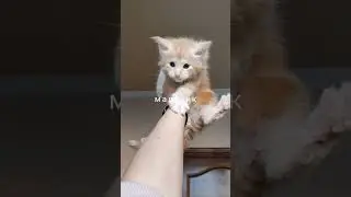 #животные #мейнкун #мейнкункотята #рыжийкот