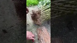 wow simple grafting orchid on largest basket
