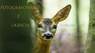 FOTOGRAFOWANIE Z UKRYCIA - SARNA - PUSZCZYK.  / NIKONZ6II / LENS / SIGMA 150-600c.