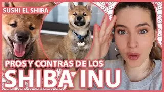 SHIBA INU: VENTAJAS Y DESVENTAJAS | Pros y contras de la raza japonesa.