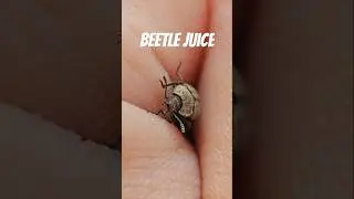 Escape of the darkling beetle #insects #macro #beetle #closeup