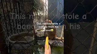 This monkey is stealing bananas from his friend #funny #monkey #steal #banana #cute