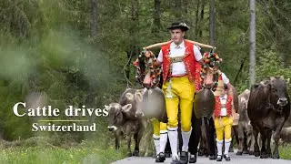 A unique Swiss experience | Alpfahrt (&Ouml;berefahre) #Switzerland